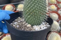 Cactiandexotica | Mammillaria Spinosissima Un Pico 12 Cactiandexotica | Mammillaria Spinosissima Un Pico -Cheap Plantly Store IMG 6041 rotated 1