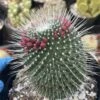 Cactiandexotica | Mammillaria Spinosissima Un Pico 1 Cactiandexotica | Mammillaria Spinosissima Un Pico -Cheap Plantly Store IMG 6042 rotated 1