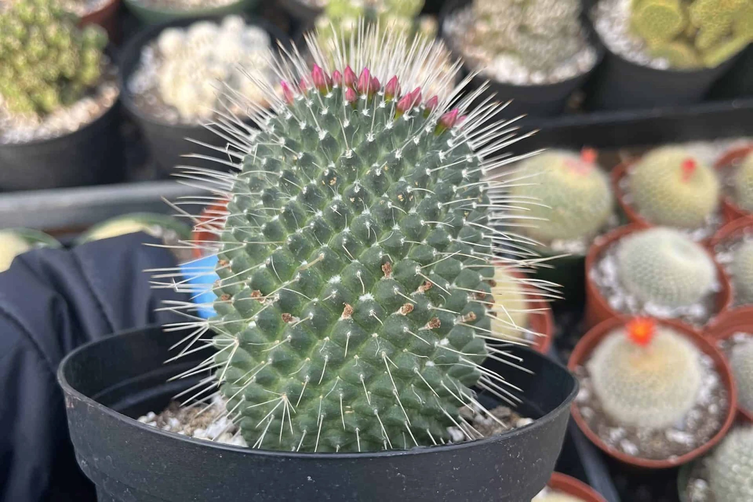 Cactiandexotica | Mammillaria Spinosissima Un Pico 8 Cactiandexotica | Mammillaria Spinosissima Un Pico - Image 6
