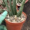 Snake Plant | Sansevieria Cylindrica | 4" Pot 1 Snake Plant | Sansevieria Cylindrica | 4" Pot -Cheap Plantly Store IMG 6464 rotated 1