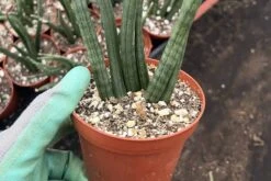 Snake Plant | Sansevieria Cylindrica | 4" Pot