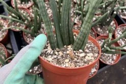 Snake Plant | Sansevieria Cylindrica | 4" Pot -Cheap Plantly Store IMG 6466 rotated 1