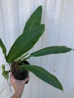 LIVE Philodendron Lynette (Campii) Plant In 5" Pot