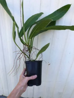 LIVE Philodendron Lynette (Campii) Plant In 5" Pot -Cheap Plantly Store IMG 6479 rotated 1