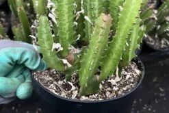 Euphorbia Trigona Green | 6" Pot -Cheap Plantly Store IMG 6490 rotated 1