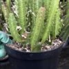Euphorbia Trigona Green | 6" Pot -Cheap Plantly Store IMG 6491 rotated 1