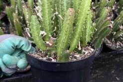 Euphorbia Trigona Green | 6" Pot -Cheap Plantly Store IMG 6491 rotated 2