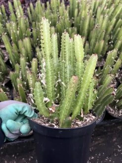 Euphorbia Trigona Green | 6" Pot -Cheap Plantly Store IMG 6492 rotated 1