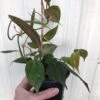LIVE Philodendron Micans Plant In 4" Pot -Cheap Plantly Store IMG 6593 rotated 1