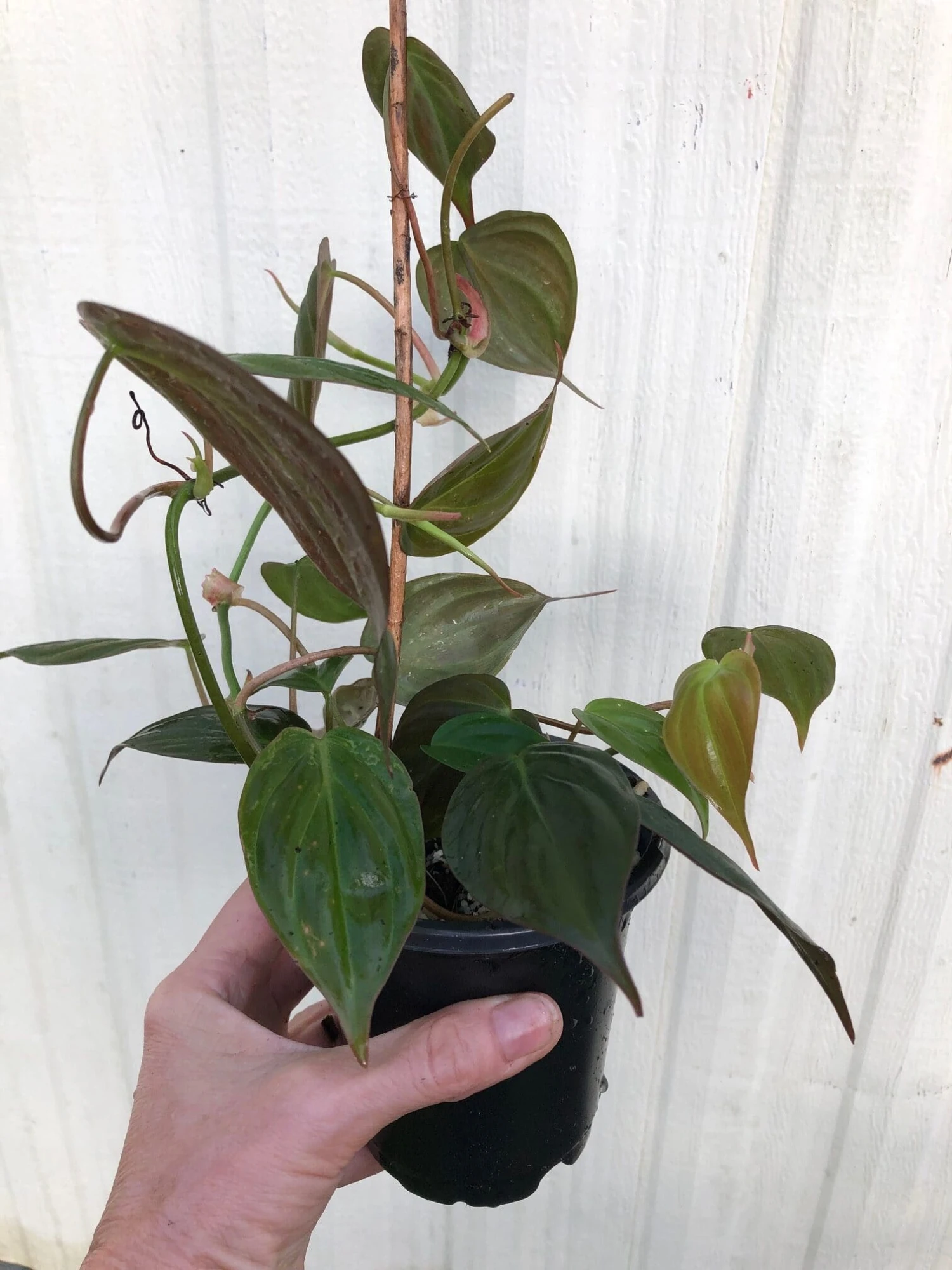 LIVE Philodendron Micans Plant In 4" Pot 3 LIVE Philodendron Micans Plant In 4" Pot