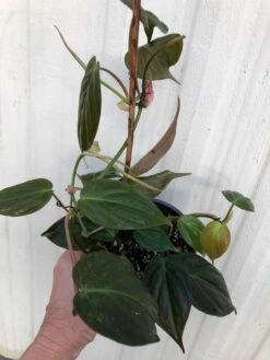 LIVE Philodendron Micans Plant In 4" Pot 7 LIVE Philodendron Micans Plant In 4" Pot -Cheap Plantly Store IMG 6594 rotated 1