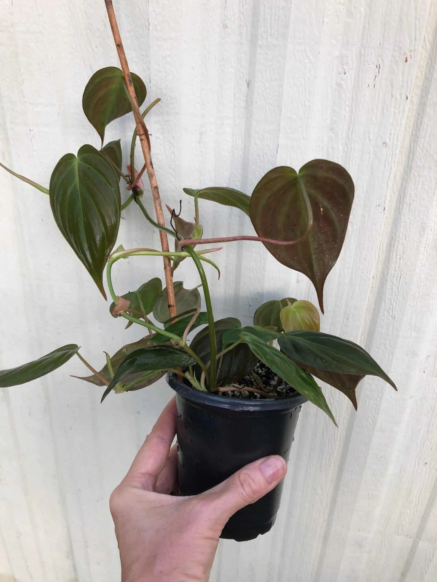 LIVE Philodendron Micans Plant In 4" Pot 5 LIVE Philodendron Micans Plant In 4" Pot - Image 3