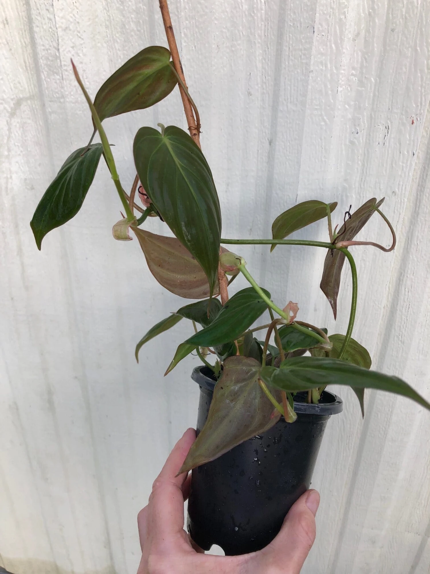 LIVE Philodendron Micans Plant In 4" Pot 6 LIVE Philodendron Micans Plant In 4" Pot - Image 4