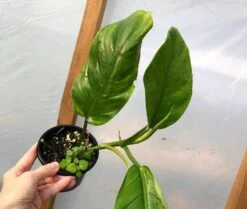 Philodendron Inconcinnum Live Plant In 4" Pot -Cheap Plantly Store IMG 6785 rotated 1