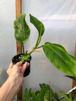 Philodendron Inconcinnum Live Plant In 4" Pot -Cheap Plantly Store IMG 6786 rotated 1