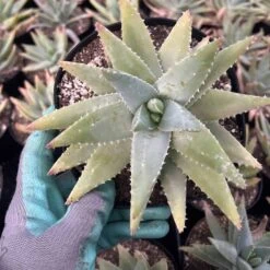 Aloe Brevifolia | 6" Pot