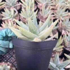 Aloe Brevifolia | 6" Pot -Cheap Plantly Store IMG 6874 rotated 1