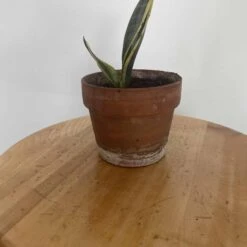 Sansevieria (Snake Plant) | Mini -Cheap Plantly Store IMG 6954 rotated 1