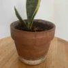 Sansevieria (Snake Plant) | Mini 1 Sansevieria (Snake Plant) | Mini -Cheap Plantly Store IMG 6956 rotated 1