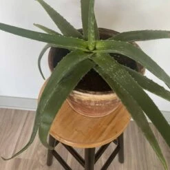 Aloe Vera | Patrick