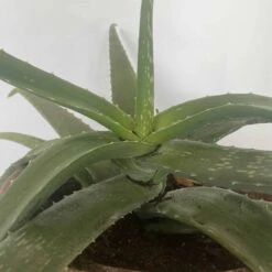 Aloe Vera | Patrick -Cheap Plantly Store IMG 6960 rotated 1