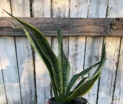 Sansevieria Laurentii Snake Plant | 4 Inch Pot -Cheap Plantly Store IMG 6973 rotated 1