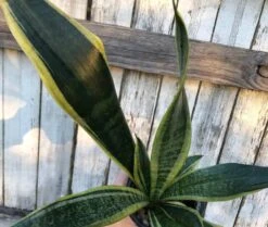 Sansevieria Laurentii Snake Plant | 4 Inch Pot -Cheap Plantly Store IMG 6974 rotated 1