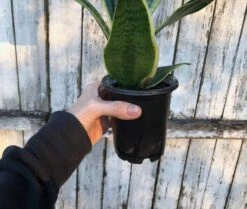 Sansevieria Laurentii Snake Plant | 4 Inch Pot -Cheap Plantly Store IMG 6975 rotated 1
