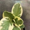 Peperomia Obtusifolia Variegata In 3" Pot -Cheap Plantly Store IMG 7084 rotated 1