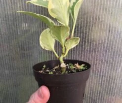 Peperomia Obtusifolia Variegata In 3" Pot -Cheap Plantly Store IMG 7086 rotated 1