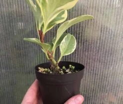 Peperomia Obtusifolia Variegata In 3" Pot -Cheap Plantly Store IMG 7087 rotated 1