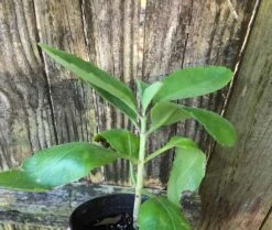 Kalanchoe Pinnata In 3 Or 4 Inches Pot, Miracle Leaf Plant -Cheap Plantly Store IMG 7113 rotated 1