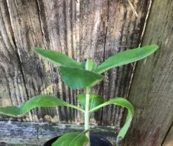Kalanchoe Pinnata In 3 Or 4 Inches Pot, Miracle Leaf Plant -Cheap Plantly Store IMG 7114 rotated 1