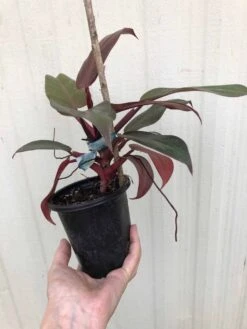 Philodendron 'McColley's Finale' Plant In 4" Pot -Cheap Plantly Store IMG 7225 rotated 1