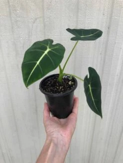 Alocasia 'Frydek' - Elephant Ear Plant In 4" Pot -Cheap Plantly Store IMG 7230 rotated 1
