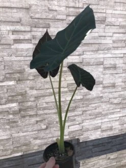 Alocasia 'Regal Shields' - Elephant Ear Plant In 4" Pot -Cheap Plantly Store IMG 7243 rotated 1