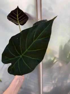 Alocasia 'Regal Shields' - Elephant Ear Plant In 4" Pot -Cheap Plantly Store IMG 7244 rotated 1