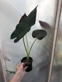 Alocasia 'Regal Shields' - Elephant Ear Plant In 4" Pot