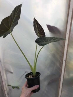 Alocasia 'Regal Shields' - Elephant Ear Plant In 4" Pot -Cheap Plantly Store IMG 7246 rotated 1