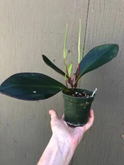Peperomia Clusiifolia Red Edge In 3" Pot -Cheap Plantly Store IMG 7250 rotated 1