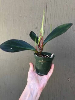 Peperomia Clusiifolia Red Edge In 3" Pot -Cheap Plantly Store IMG 7251 rotated 1