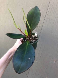 Peperomia Clusiifolia Red Edge In 3" Pot -Cheap Plantly Store IMG 7252 rotated 1