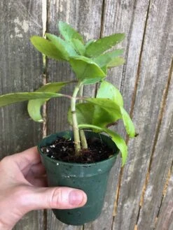 Kalanchoe Pinnata In 3 Or 4 Inches Pot, Miracle Leaf Plant -Cheap Plantly Store IMG 7257 rotated 1