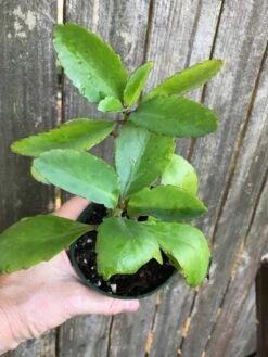 Kalanchoe Pinnata In 3 Or 4 Inches Pot, Miracle Leaf Plant -Cheap Plantly Store IMG 7258 1 rotated 1