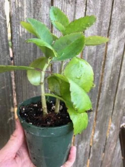 Kalanchoe Pinnata In 3 Or 4 Inches Pot, Miracle Leaf Plant -Cheap Plantly Store IMG 7259 rotated 1