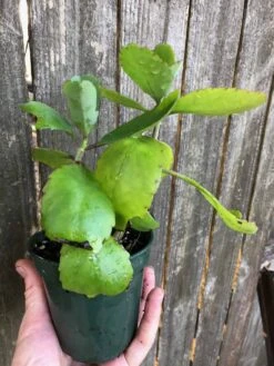 Kalanchoe Pinnata In 3 Or 4 Inches Pot, Miracle Leaf Plant -Cheap Plantly Store IMG 7260 rotated 1