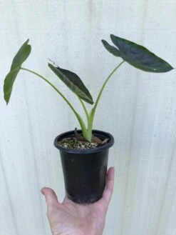 Colocasia Esculenta 'Aloha' In 4" Pot -Cheap Plantly Store IMG 7420 rotated 1