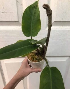 Philodendron 'Imperial Green' In 4" Pot -Cheap Plantly Store IMG 7472 rotated 1