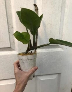 Philodendron 'Imperial Green' In 4" Pot -Cheap Plantly Store IMG 7474 rotated 1