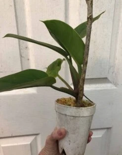 Philodendron 'Imperial Green' In 4" Pot -Cheap Plantly Store IMG 7475 rotated 1